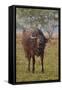 Wild Buffalo in the Grassland, Kaziranga National Park, India-Jagdeep Rajput-Framed Stretched Canvas