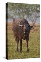 Wild Buffalo in the Grassland, Kaziranga National Park, India-Jagdeep Rajput-Stretched Canvas