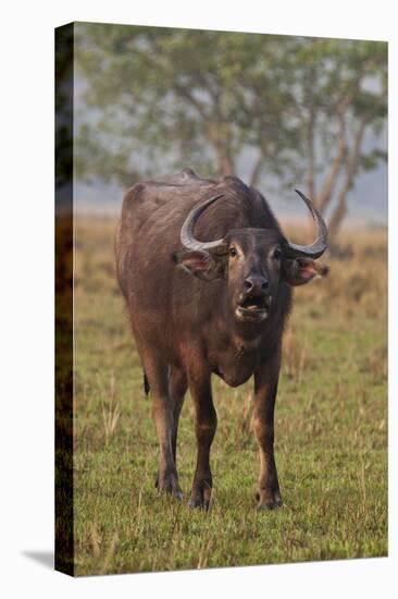 Wild Buffalo in the Grassland, Kaziranga National Park, India-Jagdeep Rajput-Stretched Canvas