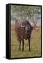 Wild Buffalo in the Grassland, Kaziranga National Park, India-Jagdeep Rajput-Framed Stretched Canvas