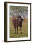 Wild Buffalo in the Grassland, Kaziranga National Park, India-Jagdeep Rajput-Framed Premium Photographic Print