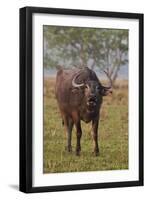 Wild Buffalo in the Grassland, Kaziranga National Park, India-Jagdeep Rajput-Framed Premium Photographic Print