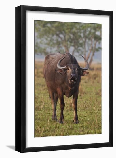 Wild Buffalo in the Grassland, Kaziranga National Park, India-Jagdeep Rajput-Framed Premium Photographic Print