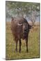 Wild Buffalo in the Grassland, Kaziranga National Park, India-Jagdeep Rajput-Mounted Premium Photographic Print