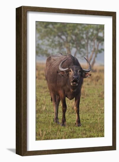 Wild Buffalo in the Grassland, Kaziranga National Park, India-Jagdeep Rajput-Framed Photographic Print