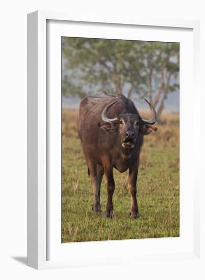 Wild Buffalo in the Grassland, Kaziranga National Park, India-Jagdeep Rajput-Framed Photographic Print