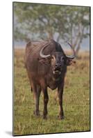 Wild Buffalo in the Grassland, Kaziranga National Park, India-Jagdeep Rajput-Mounted Photographic Print