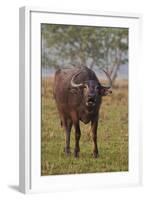 Wild Buffalo in the Grassland, Kaziranga National Park, India-Jagdeep Rajput-Framed Photographic Print