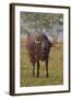 Wild Buffalo in the Grassland, Kaziranga National Park, India-Jagdeep Rajput-Framed Photographic Print