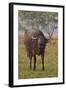 Wild Buffalo in the Grassland, Kaziranga National Park, India-Jagdeep Rajput-Framed Photographic Print