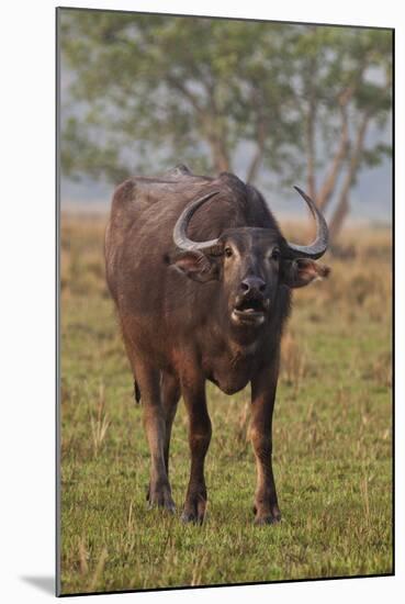 Wild Buffalo in the Grassland, Kaziranga National Park, India-Jagdeep Rajput-Mounted Photographic Print