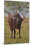 Wild Buffalo in the Grassland, Kaziranga National Park, India-Jagdeep Rajput-Mounted Photographic Print