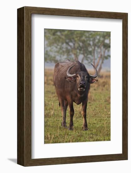 Wild Buffalo in the Grassland, Kaziranga National Park, India-Jagdeep Rajput-Framed Photographic Print