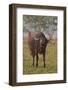 Wild Buffalo in the Grassland, Kaziranga National Park, India-Jagdeep Rajput-Framed Photographic Print