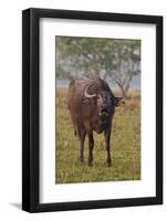 Wild Buffalo in the Grassland, Kaziranga National Park, India-Jagdeep Rajput-Framed Photographic Print