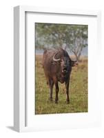 Wild Buffalo in the Grassland, Kaziranga National Park, India-Jagdeep Rajput-Framed Photographic Print