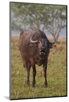 Wild Buffalo in the Grassland, Kaziranga National Park, India-Jagdeep Rajput-Mounted Photographic Print