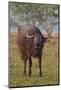 Wild Buffalo in the Grassland, Kaziranga National Park, India-Jagdeep Rajput-Mounted Photographic Print