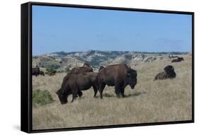 Wild Buffalos in the Roosevelt National Park-Michael Runkel-Framed Stretched Canvas