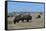 Wild Buffalos in the Roosevelt National Park-Michael Runkel-Framed Stretched Canvas