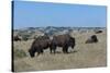 Wild Buffalos in the Roosevelt National Park-Michael Runkel-Stretched Canvas
