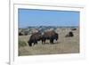 Wild Buffalos in the Roosevelt National Park-Michael Runkel-Framed Photographic Print