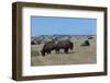 Wild Buffalos in the Roosevelt National Park-Michael Runkel-Framed Photographic Print