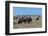 Wild Buffalos in the Roosevelt National Park-Michael Runkel-Framed Photographic Print