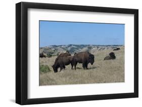 Wild Buffalos in the Roosevelt National Park-Michael Runkel-Framed Photographic Print