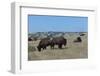 Wild Buffalos in the Roosevelt National Park-Michael Runkel-Framed Photographic Print