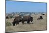 Wild Buffalos in the Roosevelt National Park-Michael Runkel-Mounted Photographic Print