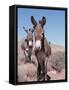 Wild Burro, Arizona/Nevada, USA, North America-Lynn M. Stone-Framed Stretched Canvas