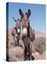 Wild Burro, Arizona/Nevada, USA, North America-Lynn M. Stone-Stretched Canvas
