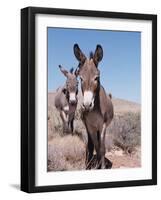 Wild Burro, Arizona/Nevada, USA, North America-Lynn M. Stone-Framed Photographic Print