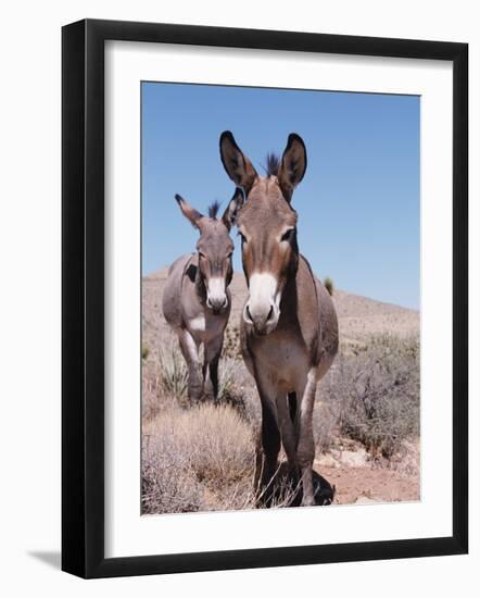 Wild Burro, Arizona/Nevada, USA, North America-Lynn M. Stone-Framed Photographic Print