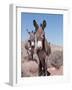 Wild Burro, Arizona/Nevada, USA, North America-Lynn M. Stone-Framed Photographic Print