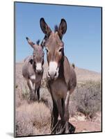 Wild Burro, Arizona/Nevada, USA, North America-Lynn M. Stone-Mounted Photographic Print