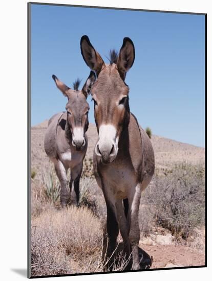 Wild Burro, Arizona/Nevada, USA, North America-Lynn M. Stone-Mounted Photographic Print