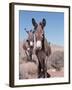 Wild Burro, Arizona/Nevada, USA, North America-Lynn M. Stone-Framed Photographic Print