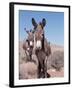 Wild Burro, Arizona/Nevada, USA, North America-Lynn M. Stone-Framed Photographic Print