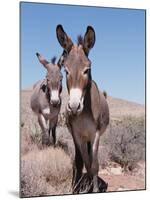 Wild Burro, Arizona/Nevada, USA, North America-Lynn M. Stone-Mounted Photographic Print