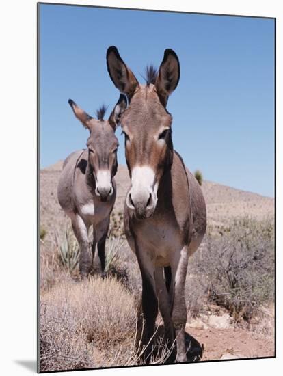 Wild Burro, Arizona/Nevada, USA, North America-Lynn M. Stone-Mounted Photographic Print