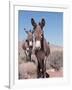 Wild Burro, Arizona/Nevada, USA, North America-Lynn M. Stone-Framed Photographic Print