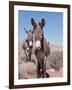 Wild Burro, Arizona/Nevada, USA, North America-Lynn M. Stone-Framed Photographic Print