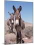 Wild Burro, Arizona/Nevada, USA, North America-Lynn M. Stone-Mounted Photographic Print
