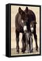 Wild Burro (Donkey) (Equus Asinus (Equus Africanus Asinus) Jenny and Foal-James Hager-Framed Stretched Canvas