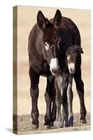 Wild Burro (Donkey) (Equus Asinus (Equus Africanus Asinus) Jenny and Foal-James Hager-Stretched Canvas