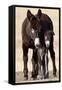 Wild Burro (Donkey) (Equus Asinus (Equus Africanus Asinus) Jenny and Foal-James Hager-Framed Stretched Canvas