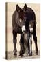 Wild Burro (Donkey) (Equus Asinus (Equus Africanus Asinus) Jenny and Foal-James Hager-Stretched Canvas