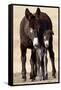 Wild Burro (Donkey) (Equus Asinus (Equus Africanus Asinus) Jenny and Foal-James Hager-Framed Stretched Canvas